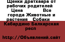 Щенки дратхаара от рабочих родителей › Цена ­ 22 000 - Все города Животные и растения » Собаки   . Кабардино-Балкарская респ.